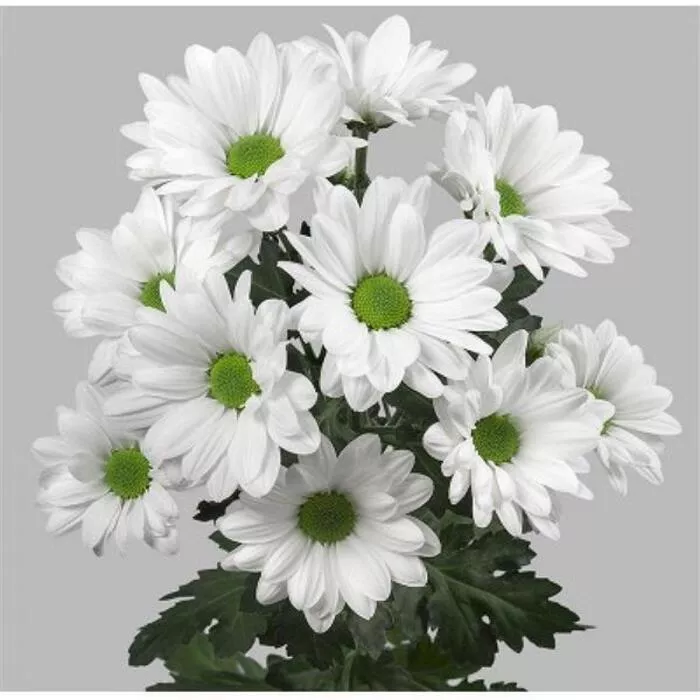 Хризантема