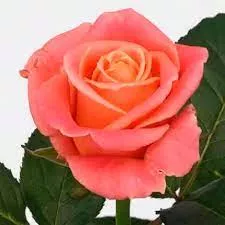 Роза мисс пигги 60 см