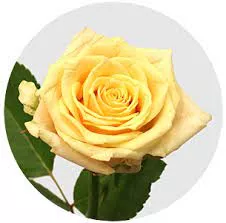 Роза кремовая 60 см
