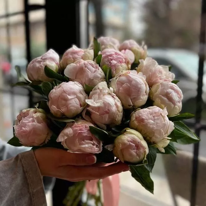 15 нежных розовых пионов