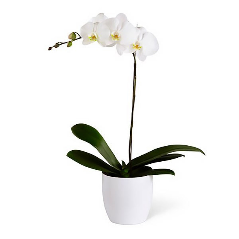 Орхидея белая, 1 ветка