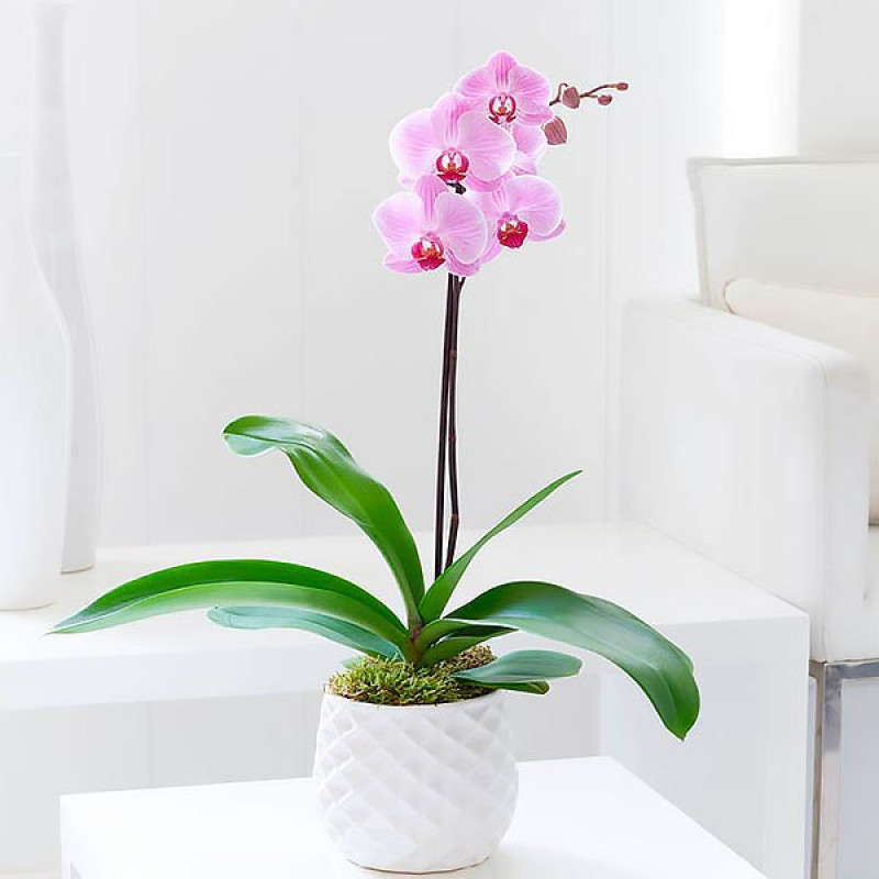 Орхидея лиловая, 1 ветка