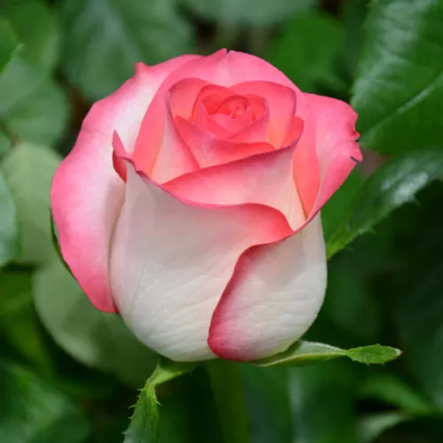 Роза джумилия 60 см